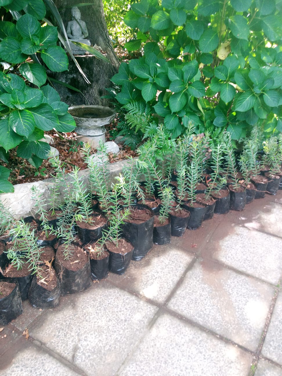 Indigenous saplings lined up in a serene Samadhi garden setting